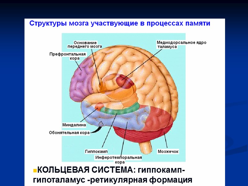 КОЛЬЦЕВАЯ СИСТЕМА: гиппокамп-гипоталамус -ретикулярная формация